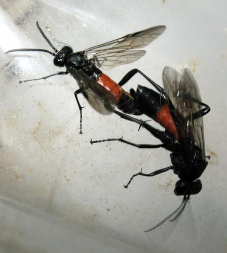 Réf. 196 494 : Macrophya annulata